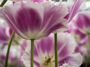 Netherland, Lisse. Close-up image of tulips