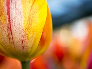 Images Dated 14th April 2016: Netherland, Lisse. Close-up image of tulips