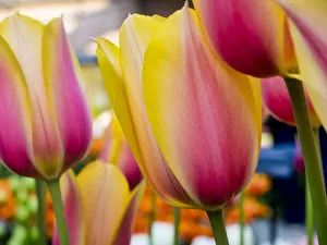 Images Dated 14th April 2016: Netherland, Lisse. Close-up image of tulips