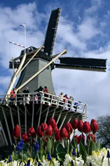 Images Dated 17th April 2008: Netherlands (aka Holland), Lisse. Keukenhof Gardens, the worlds largest bulb