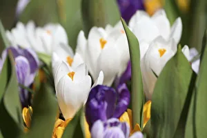 Keukenhof Prints: Netherlands, Keukenhoff