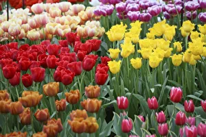 Keukenhof Prints: Netherlands, Keukenhoff Gardens, tulips