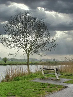 Images Dated 9th January 2023: Netherlands, Kinderdijk. Tree along canal at Kinderdijk