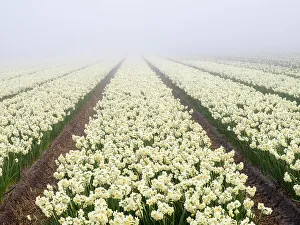 Netherland Prints: Netherlands, Lisse. Agricultural field of daffodils on a foggy morning