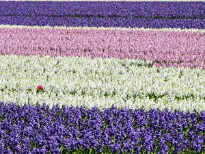 Netherlands, Lisse. Agricultural field of hyacinths