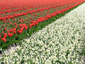 Netherland Prints: Netherlands, Lisse. Agricultural field of tulips and daffodils