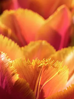 Netherland Prints: Netherlands, Lisse. Closeup of an orange tulip flower