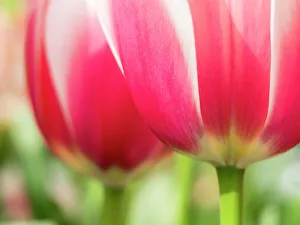 Netherland Prints: Netherlands, Lisse. Closeup of pink and white tulip flower