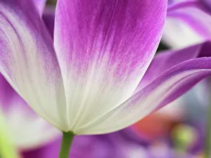 Netherland Prints: Netherlands, Lisse. Closeup of a purple and white tulip