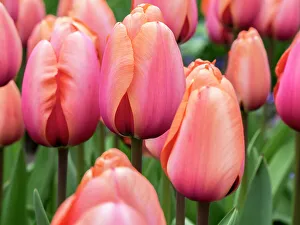 Peach Prints: Netherlands, Lisse. Closeup of soft pink and peach colored tulips in a garden