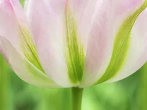 Netherland Prints: Netherlands, Lisse. Closeup of a soft pink tulip with green streaks