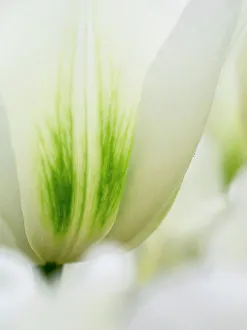 Netherlands, Lisse. Closeup of a white and green tulip