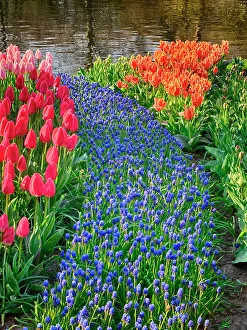 Netherland Prints: Netherlands, Lisse. Flower displays at Keukenhof Gardens