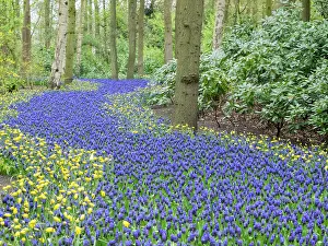 Netherlands, Lisse. Flower displays at Keukenhof Gardens