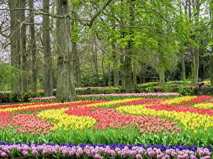 Netherlands, Lisse. Flower displays at Keukenhof Gardens