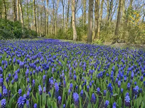 Keukenhof Prints: Netherlands, Lisse. Forest and flowers in the Keukenhof Gardens