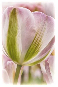 Keukenhof Prints: Netherlands, Lisse, Keukenhof Gardens, Tulip, Digitally Altered
