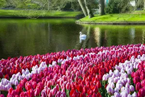 Images Dated 16th April 2012: Netherlands, Lisse, Keukenhof Gardens, Swan Swimming