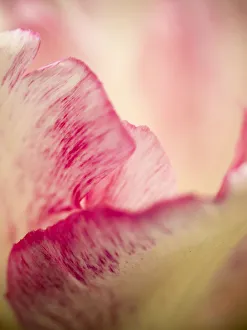 Images Dated 22nd April 2015: Netherlands, Lisse. Keukenhof Gardens, macro image of tulips