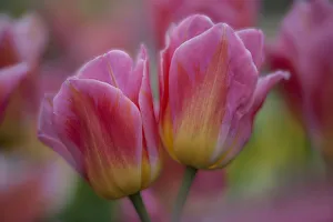 Natural Beauty Prints: Netherlands, Lisse, Keukenhof Gardens, Pretty in Pink