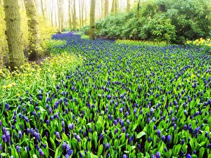 Netherlands, Lisse. Multicolored flowers blooming in spring