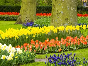 Botany Prints: Netherlands, Lisse. Multicolored flowers blooming in spring