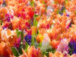 Images Dated 13th April 2016: Netherlands, Lisse. Multicolored flowers blooming in spring