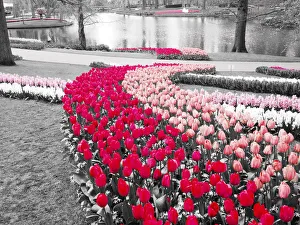 Netherlands, Lisse. Multicolored flowers blooming in spring