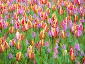 Netherlands, Lisse. Multicolored flowers blooming in spring