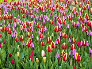 Netherlands, Lisse. Multicolored flowers blooming in spring