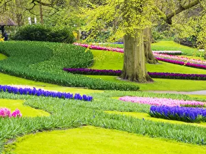 Images Dated 13th April 2016: Netherlands, Lisse. Multicolored flowers blooming in spring