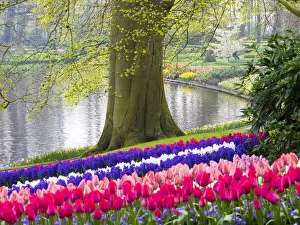 Images Dated 14th April 2016: Netherlands, Lisse. Multicolored flowers blooming in spring