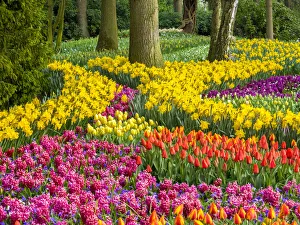 Images Dated 14th April 2016: Netherlands, Lisse. Multicolored flowers blooming in spring