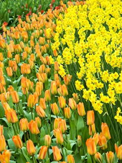 Images Dated 14th April 2016: Netherlands, Lisse. Multicolored flowers blooming in spring