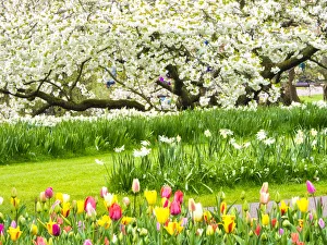 Netherlands, Lisse. Multicolored flowers blooming in spring