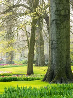 Images Dated 14th April 2016: Netherlands, Lisse. Multicolored flowers blooming in spring