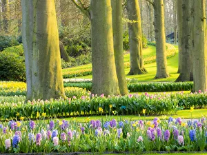 Images Dated 14th April 2016: Netherlands, Lisse. Multicolored flowers blooming in spring