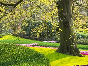 Netherlands, Lisse. Multicolored flowers blooming in spring