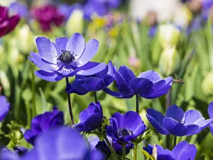 Images Dated 20th April 2016: Netherlands, Lisse. Multicolored flowers blooming in spring