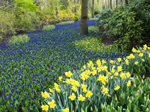 Images Dated 12th April 2016: Netherlands, Lisse. Multicolored flowers blooming in spring