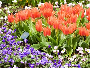 Images Dated 14th April 2016: Netherlands, Lisse. Multicolored flowers in spring