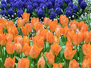 Netherland Prints: Netherlands, Lisse. Orange tulips and dark blue hyacinths in a garden