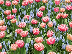 Netherland Prints: Netherlands, Lisse. Pink parrot tulip and grape hyacinths display in a garden