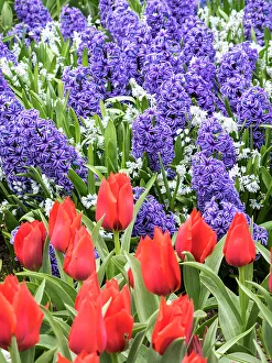 Netherlands, Lisse. Purple hyacinths and red tulips in a garden