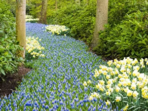 Keukenhof Prints: Netherlands, Lisse. River of flowers