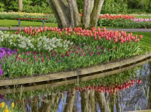 Keukenhof Prints: Netherlands, Lisse. Spring flowers reflecting in to the pond