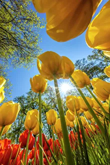 Netherlands, Lisse. Tulips in Keukenhof Gardens