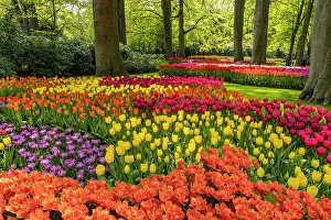 Images Dated 23rd January 2023: Netherlands, Lisse. Tulips in Keukenhof Gardens