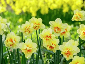 Netherland Prints: Netherlands, Lisse. A variety of yellow and orange double daffodils (Narcissus hybrids)