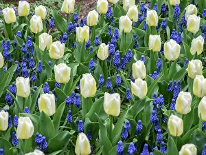 Netherland Prints: Netherlands, Lisse. White tulips and grape hyacinths in a garden